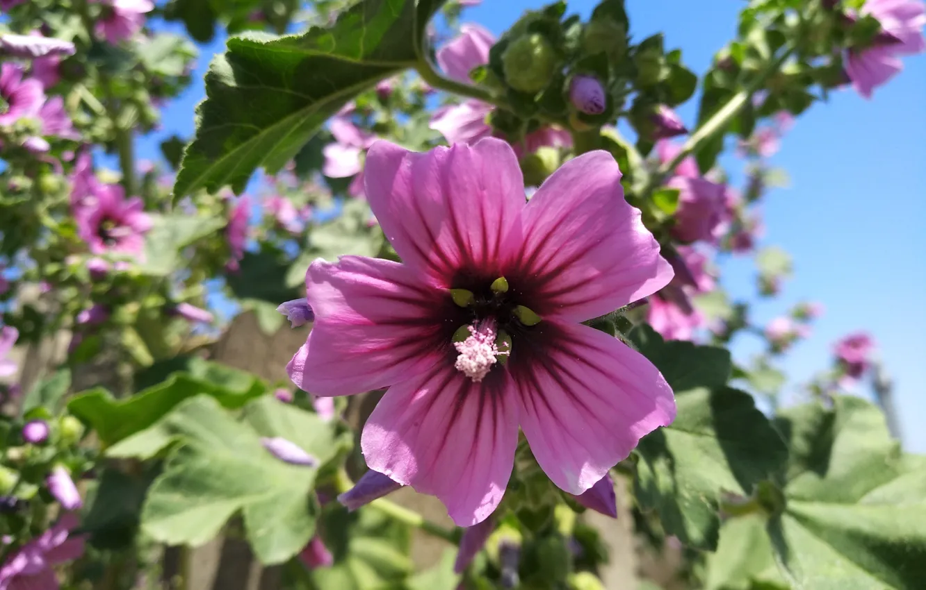 Фото обои Flower, Гибискус, Hibiscus