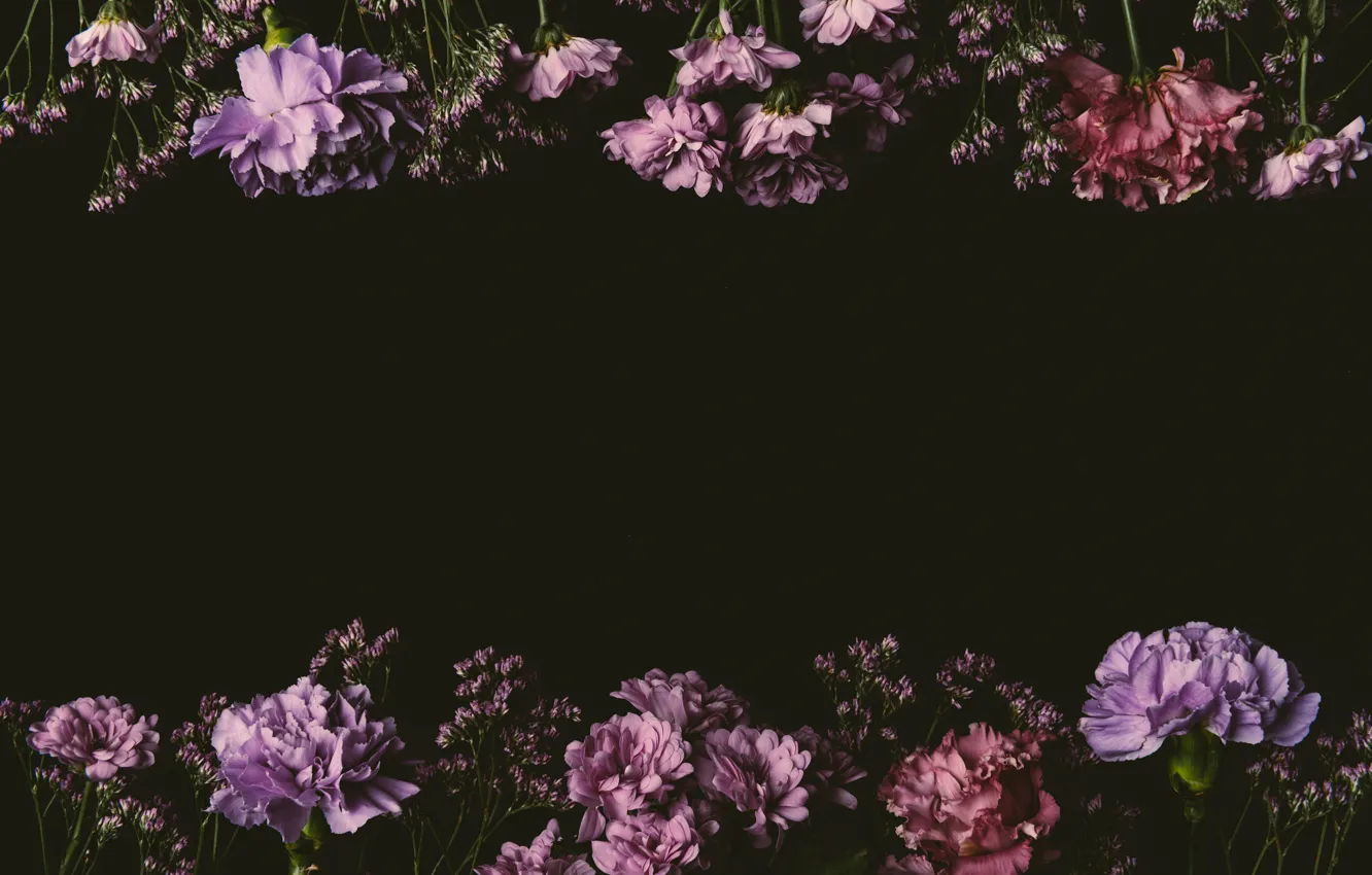 Фото обои цветы, розы, colorful, розовые, черный фон, black, pink, flowers