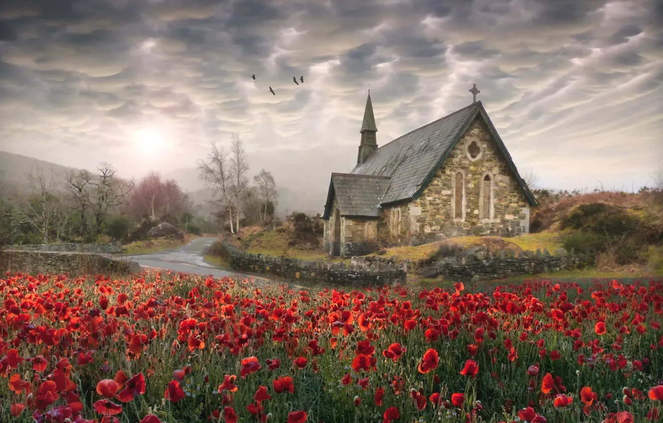 Фото обои птицы, маки, церковь, Ireland Poppies, Photoshop Elements