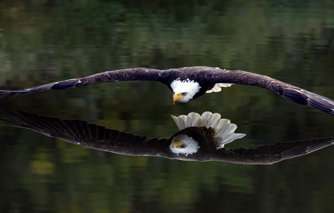 Фото обои отражение, птица, орёл