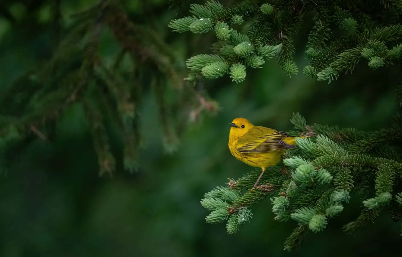 Фото обои ветки, птица, хвоя, желтая, лесной певун