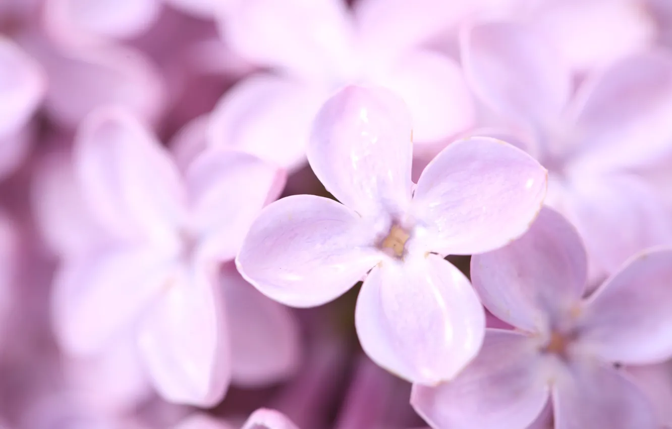 Фото обои цветы, весна, лепестки, сирень, фиолетовое