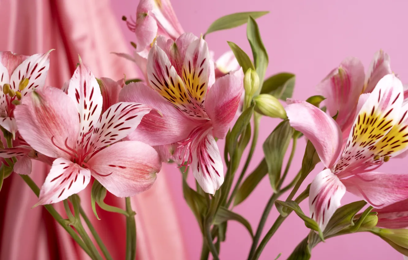 Фото обои цветы, букет, розовые, альстромерия, альстромерии