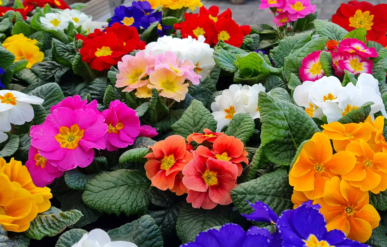 Фото обои листья, цветы, оранжевый, красный, яркие, весна, розовые, разноцветные