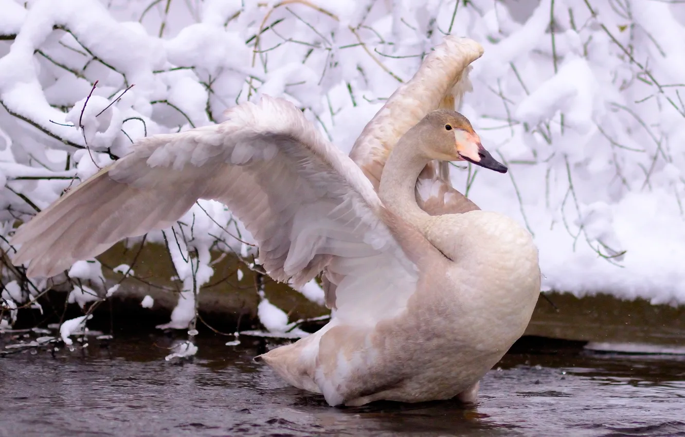 Фото обои зима, белый, вода, снег, ветки, природа, крылья, лебедь