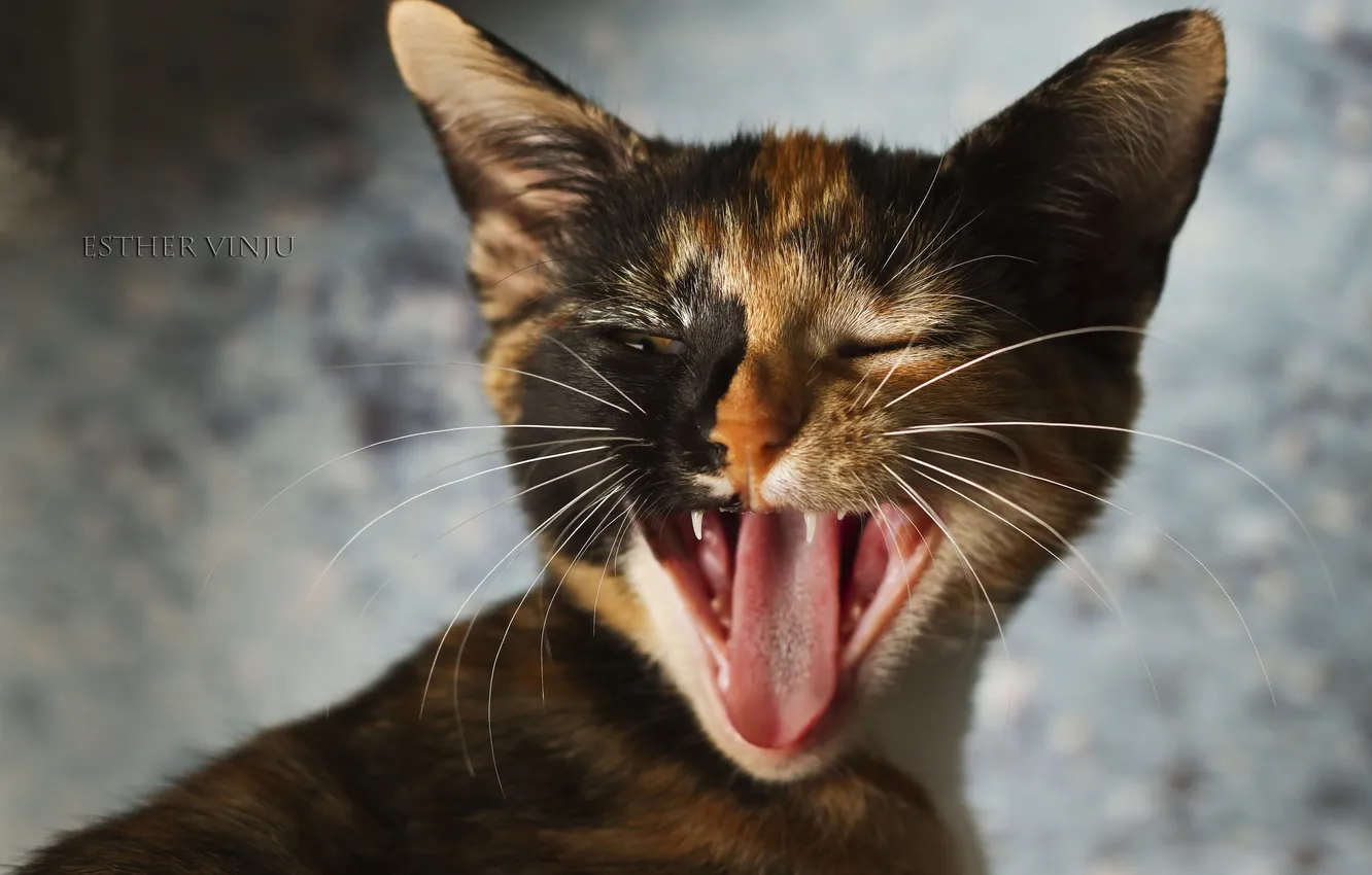 Фото обои язык, кошка, зивает, трёхцветная