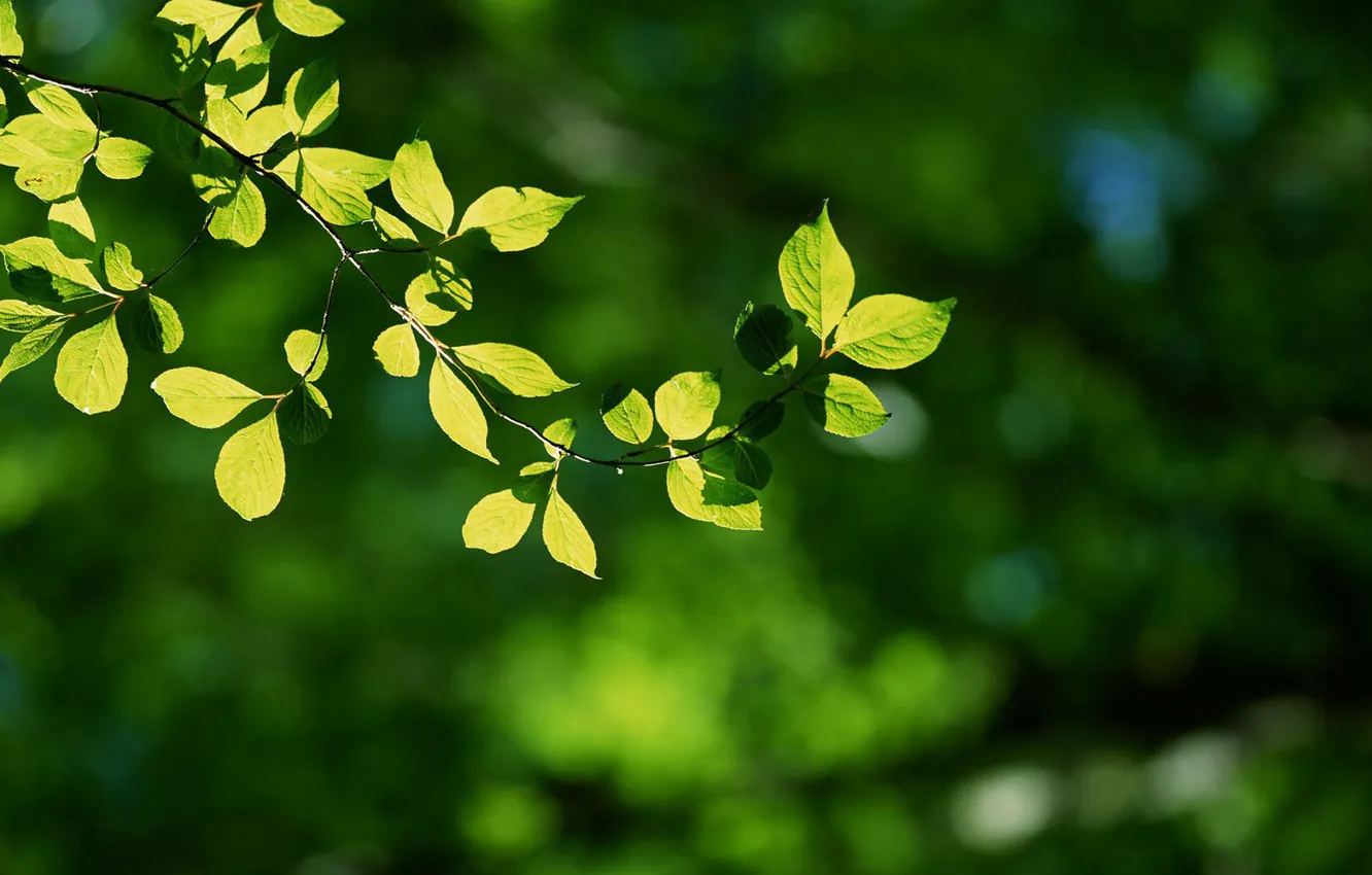 Фото обои зелень, веточка, на солнышке, кверху, салатовые листья