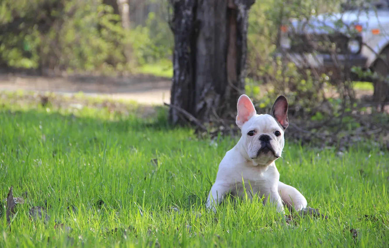 Фото обои трава, щенок, французский бульдог, French Bulldog
