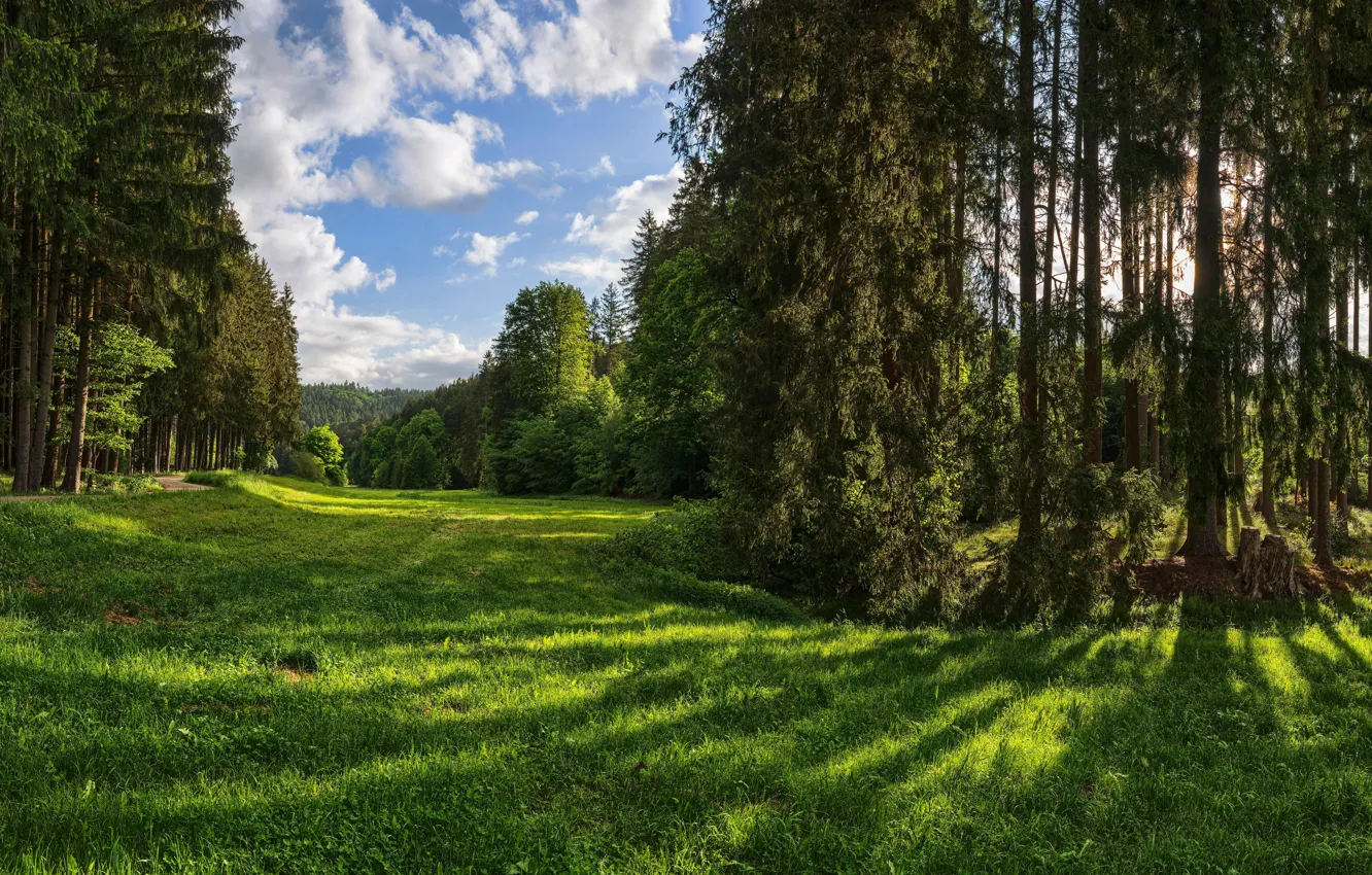 Фото обои зелень, лес, небо, трава, солнце, облака, деревья, парк
