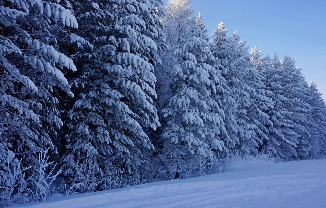Фото обои зима, лес, снег, деревья, природа, елки, мороз