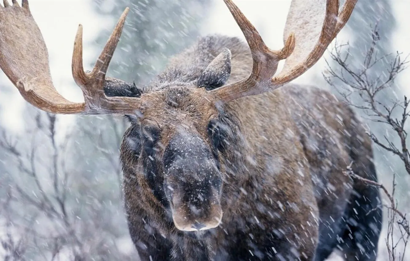Фото обои canada, animal, wildlife, moose