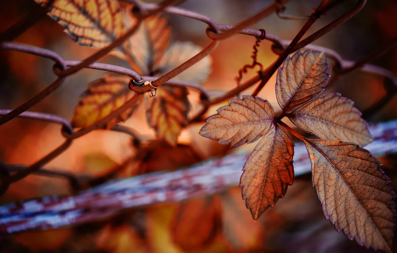Фото обои осень, листья, природа, сетка