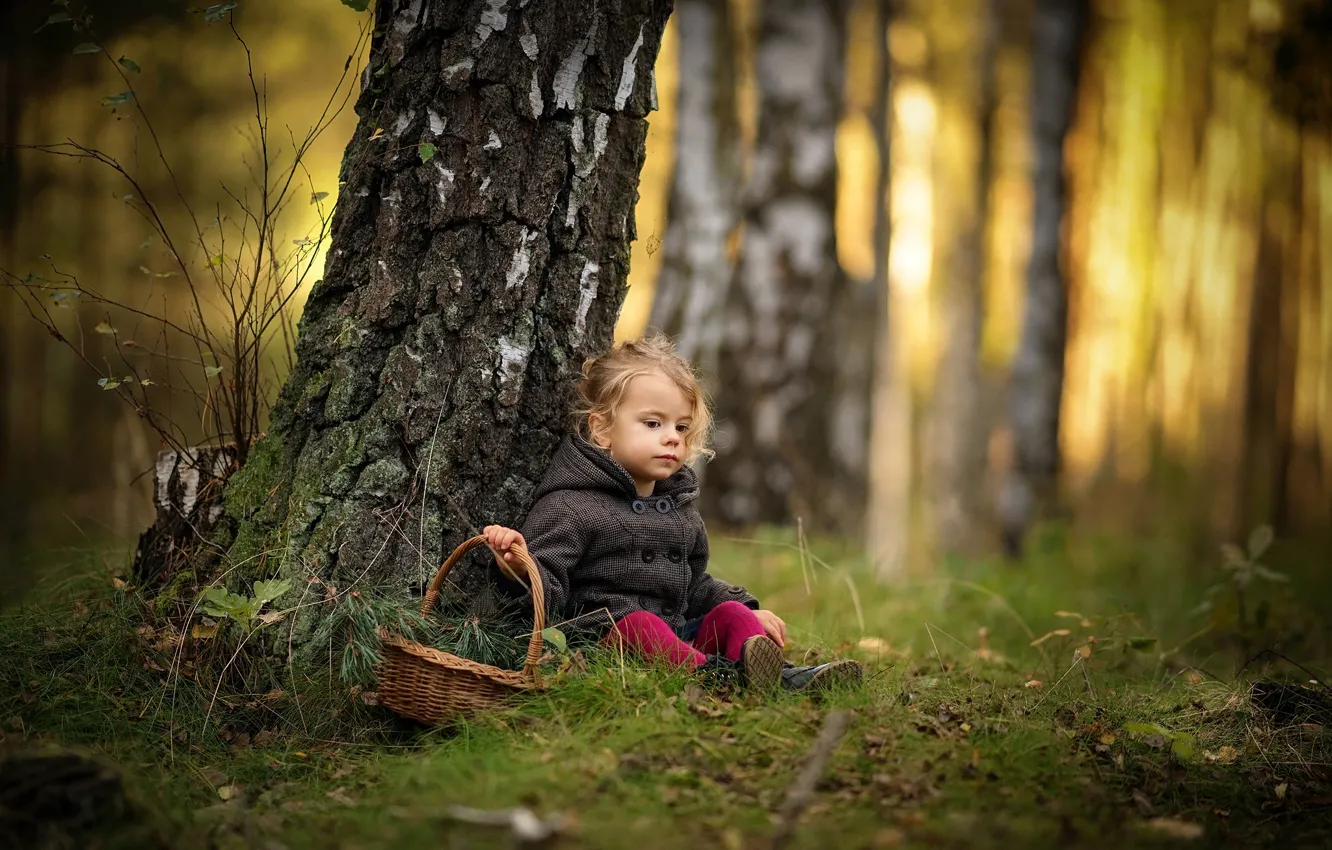 Фото обои осень, лес, деревья, ветки, природа, стволы, корзина, девочка