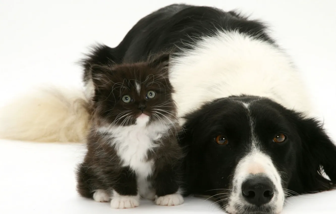 Фото обои котенок, черно-белый, собака