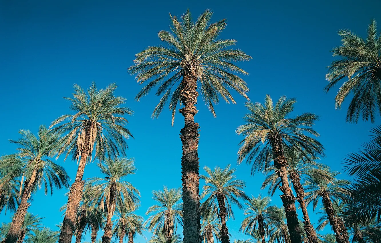 Фото обои небо, синий, пальмы, 152