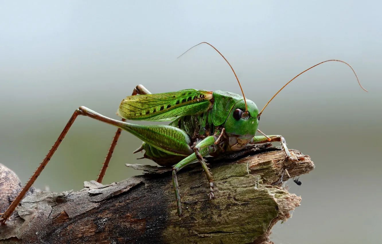 Фото обои nature, macro, insect, grasshopper