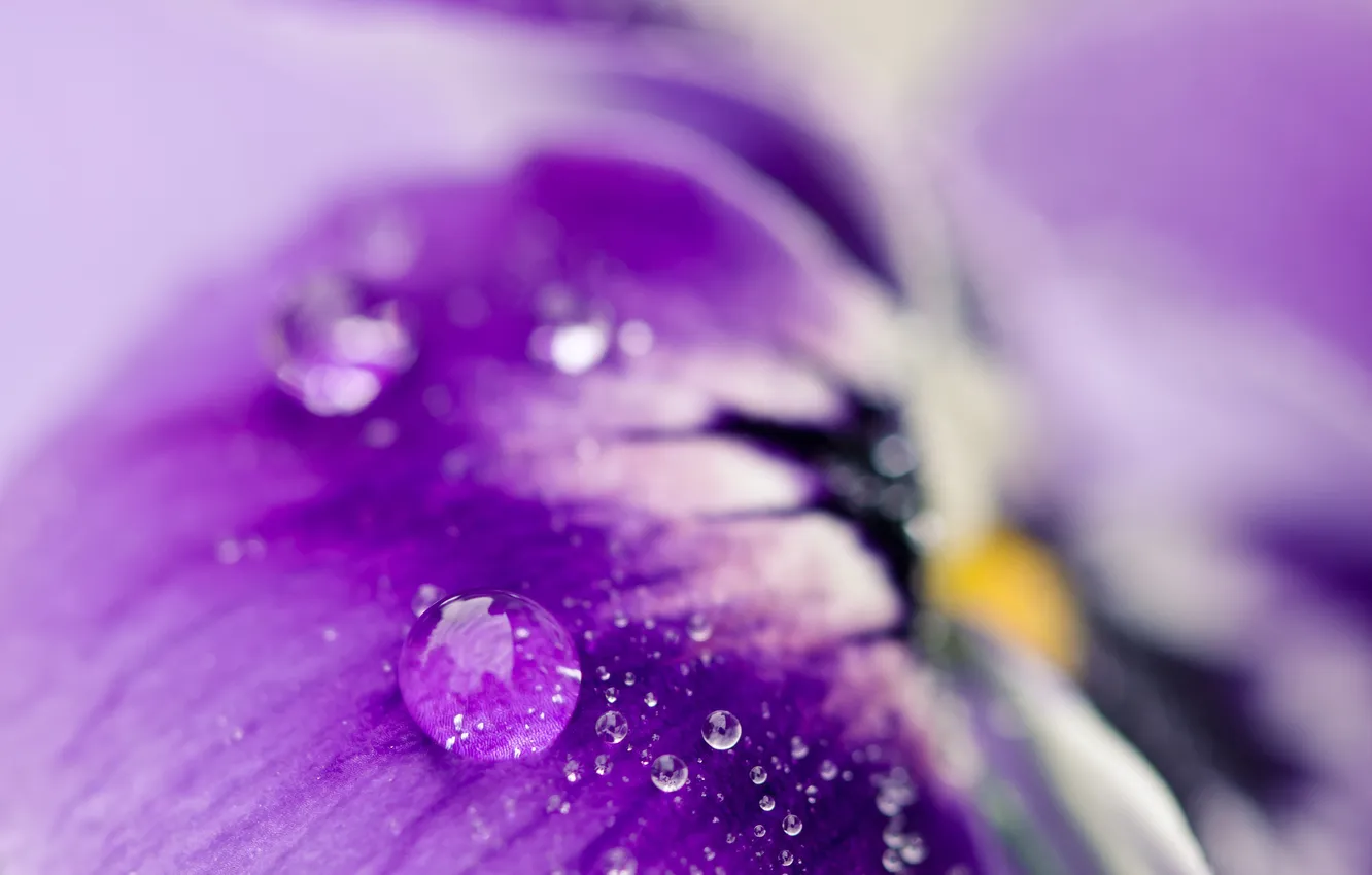 Фото обои цветок, фиолетовый, капли, макро, роса, размытость, лепесток