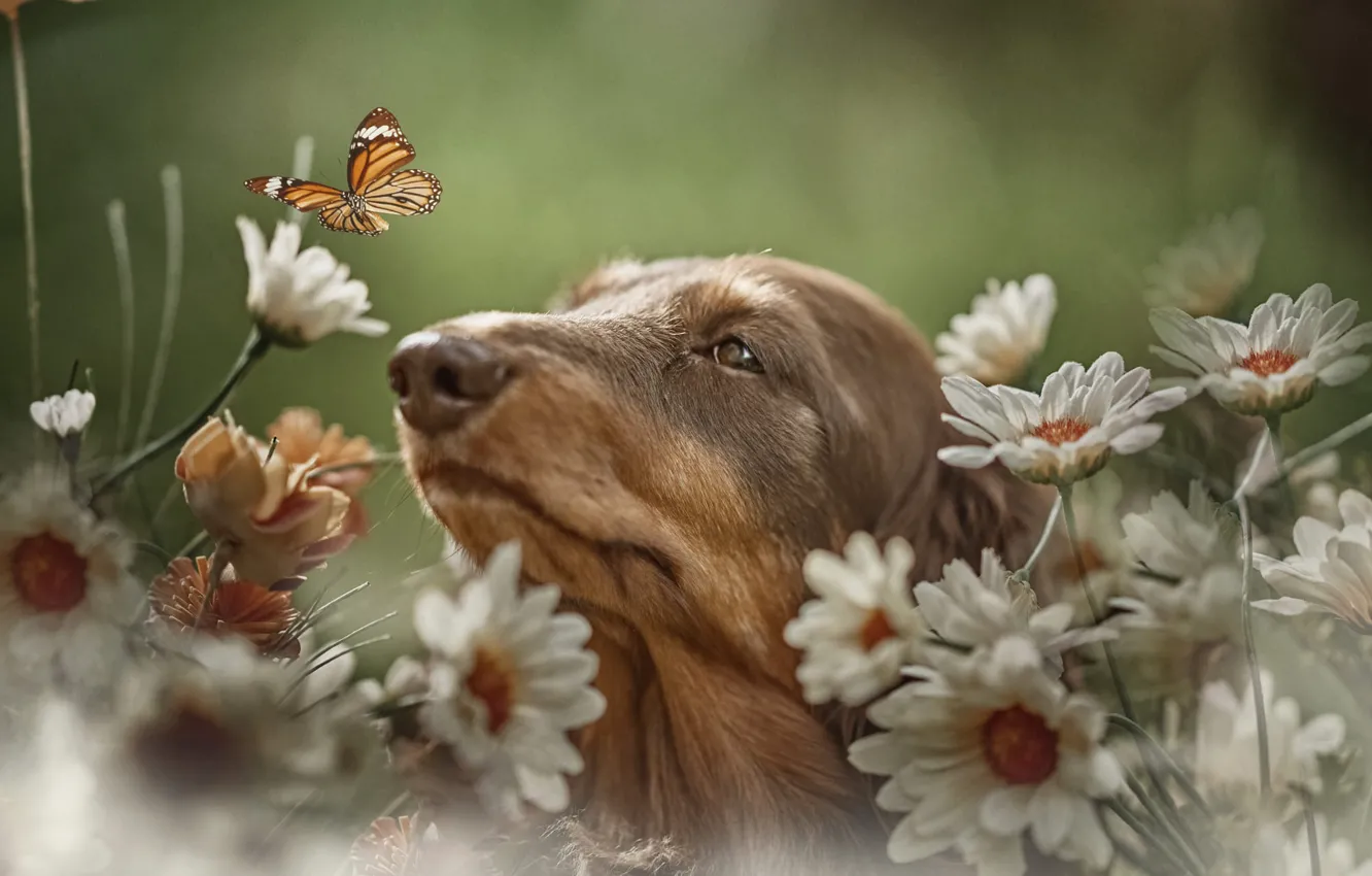 Фото обои цветы, природа, животное, бабочка, ромашки, собака, голова, пёс