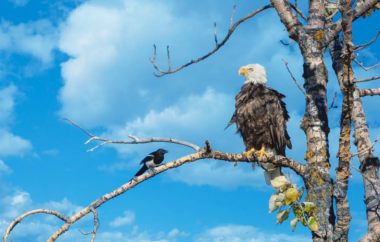 Фото обои небо, дерево, птица, ветка, белоголовый орлан, сорока