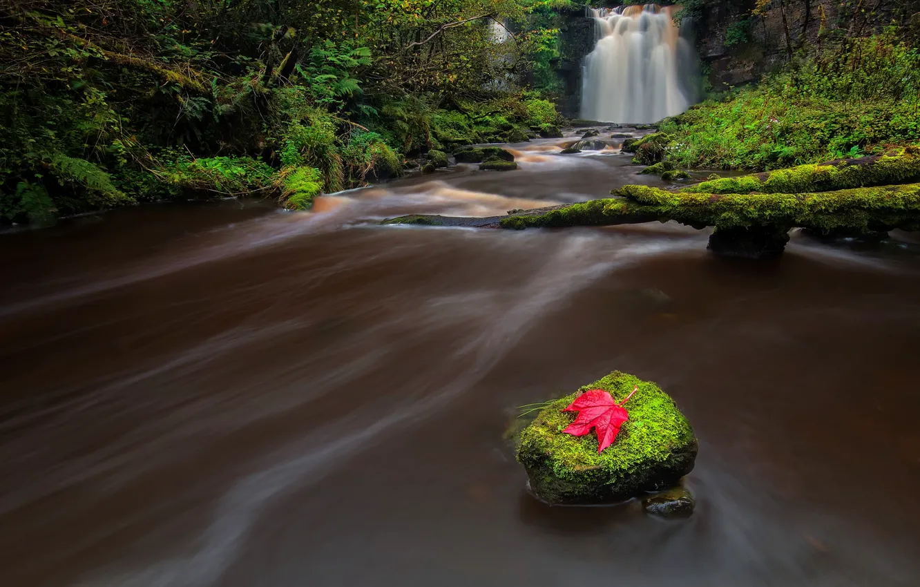 Фото обои осень, листья, река