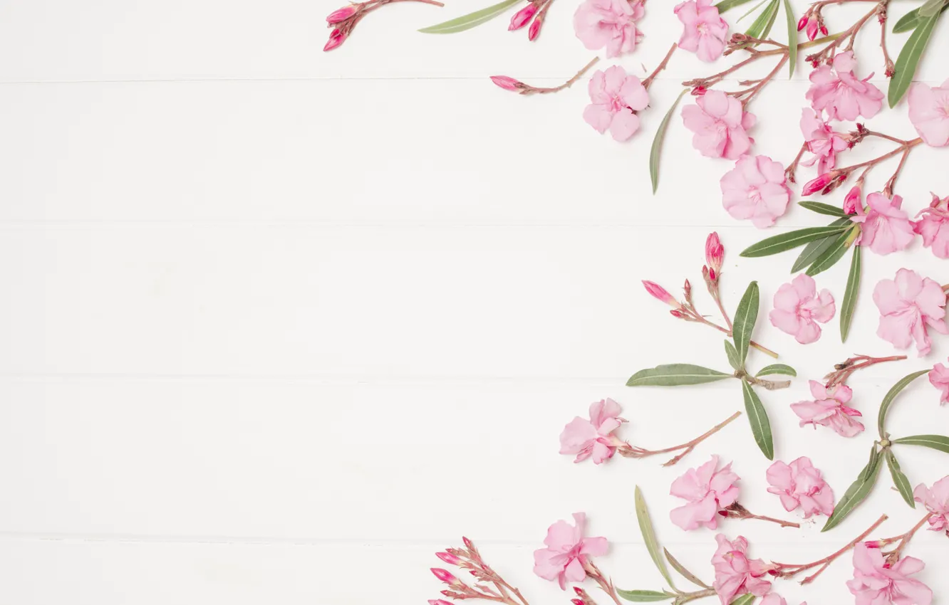 Фото обои цветы, фон, розовые, pink, flowers, floral