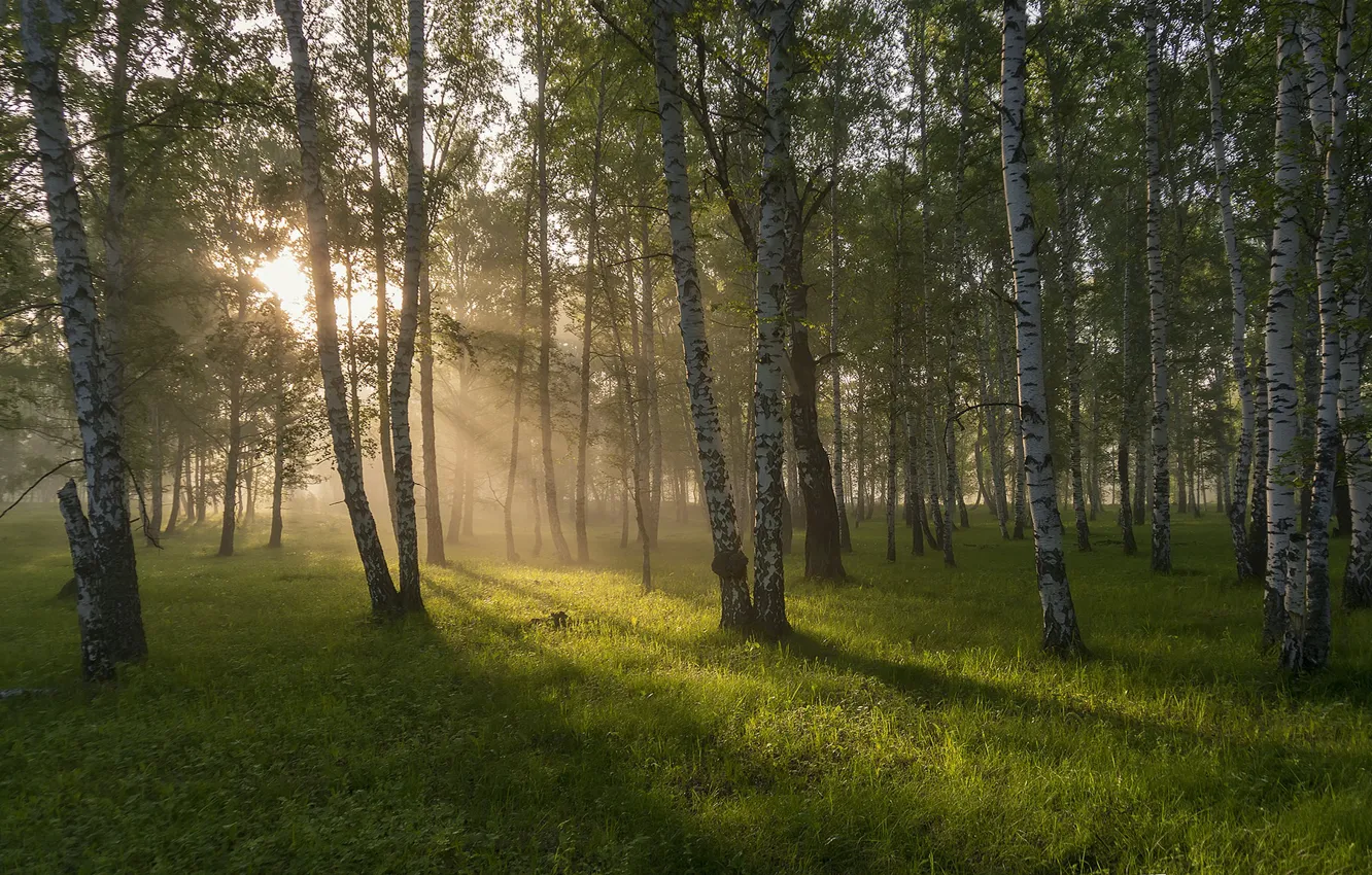 Фото обои дорога, лес, утро
