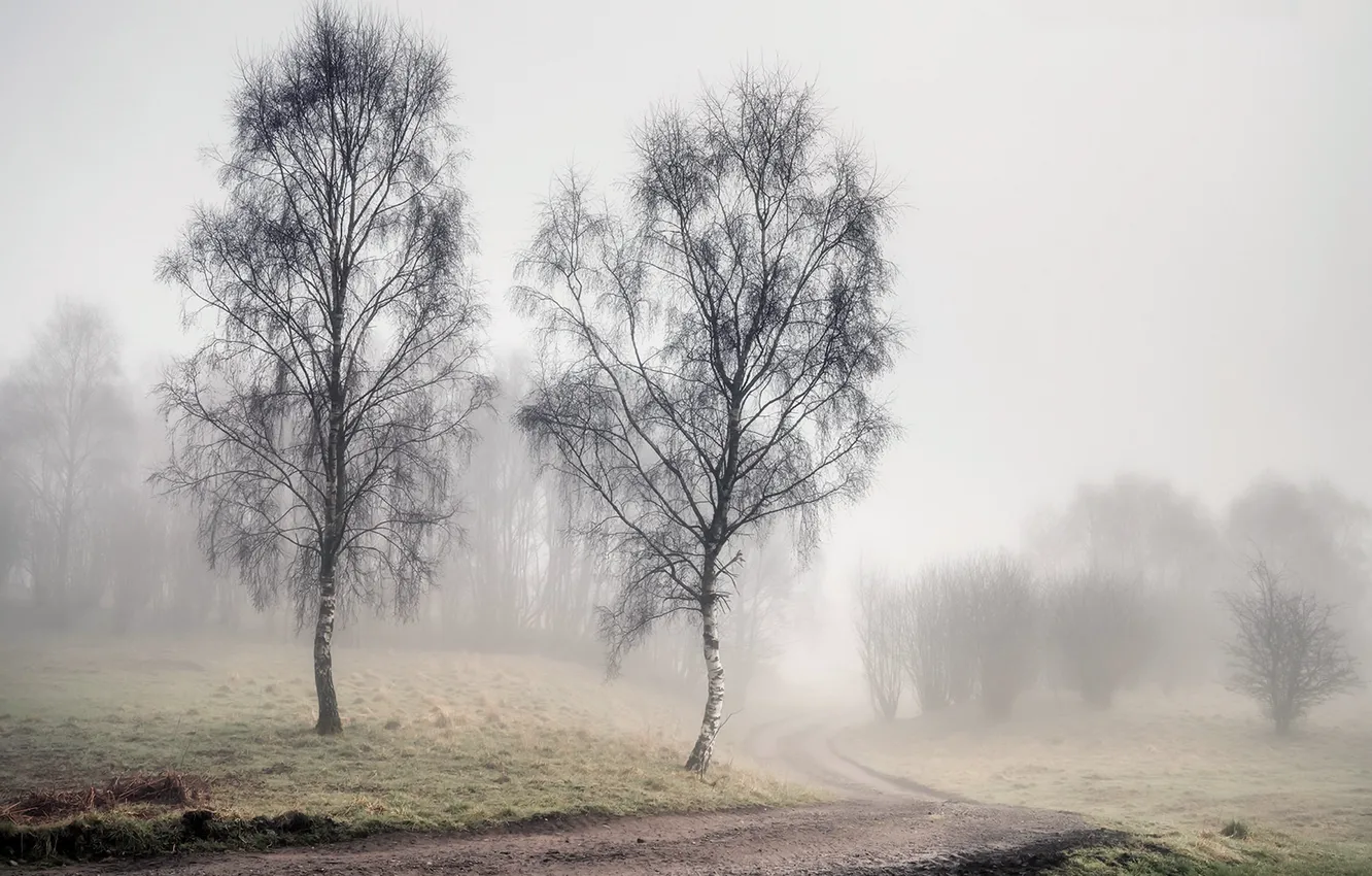 Фото обои дорога, туман, весна, берёзы
