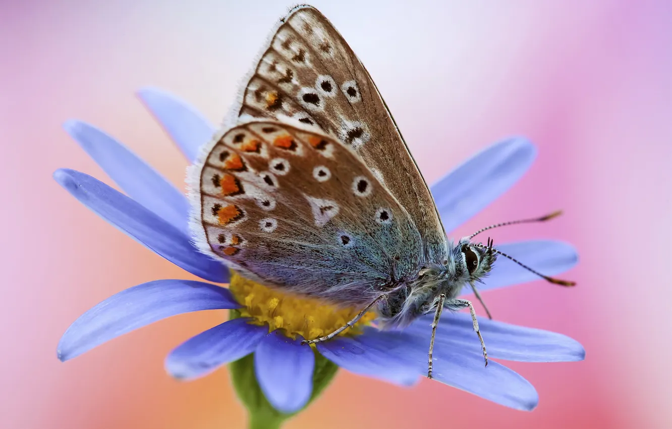 Фото обои цветок, голубой, бабочка, розовый фон