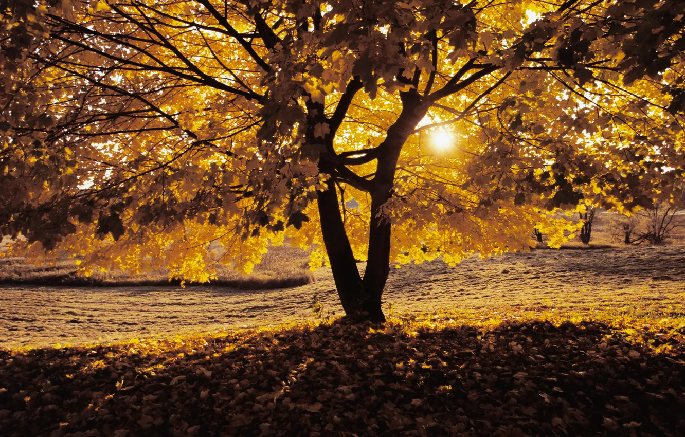 Фото обои листья, солнце, свет, закат, дерево, поляна, опавшие, осенний вечер