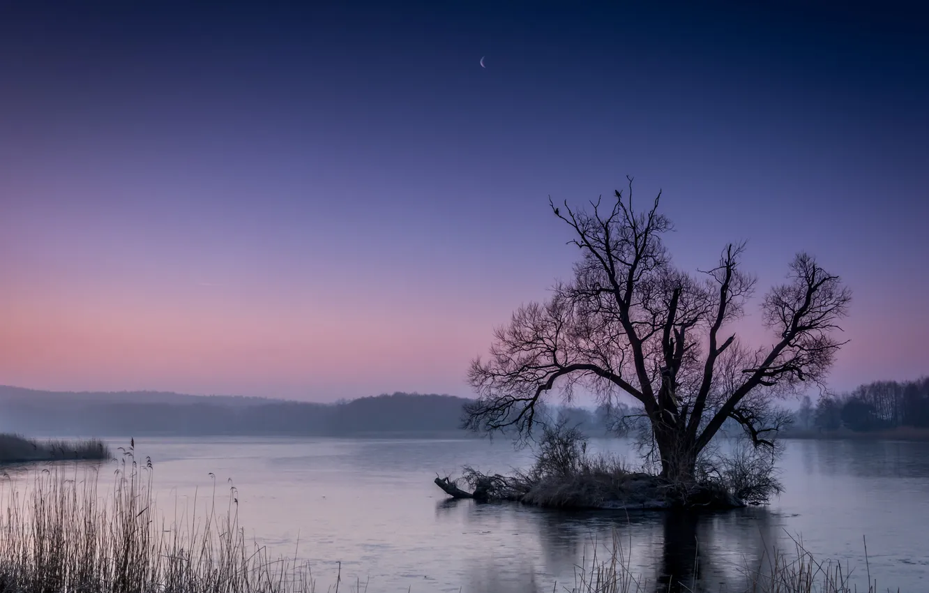 Фото обои ночь, озеро, дерево