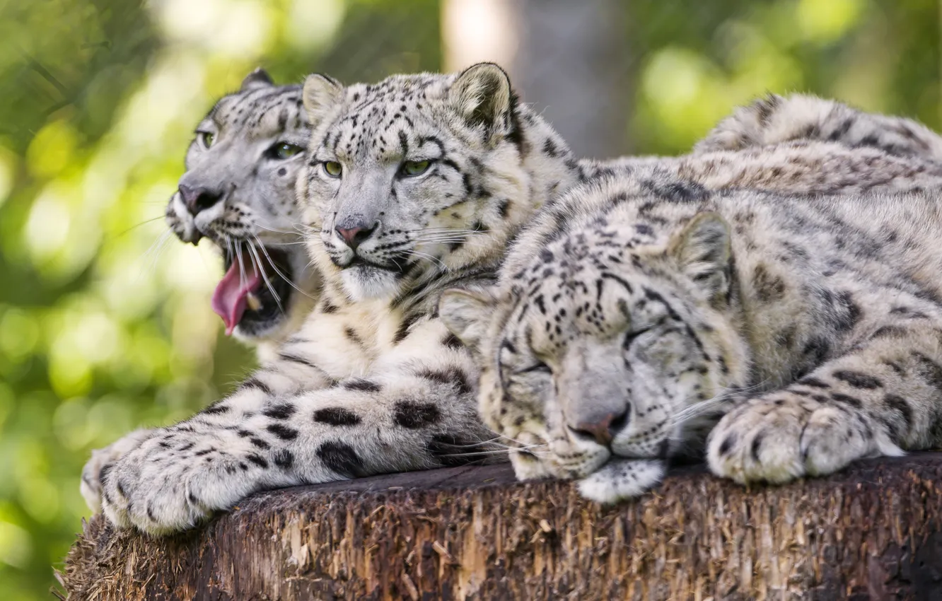 Фото обои кошки, отдых, ирбис, снежный барс, троица, ©Tambako The Jaguar