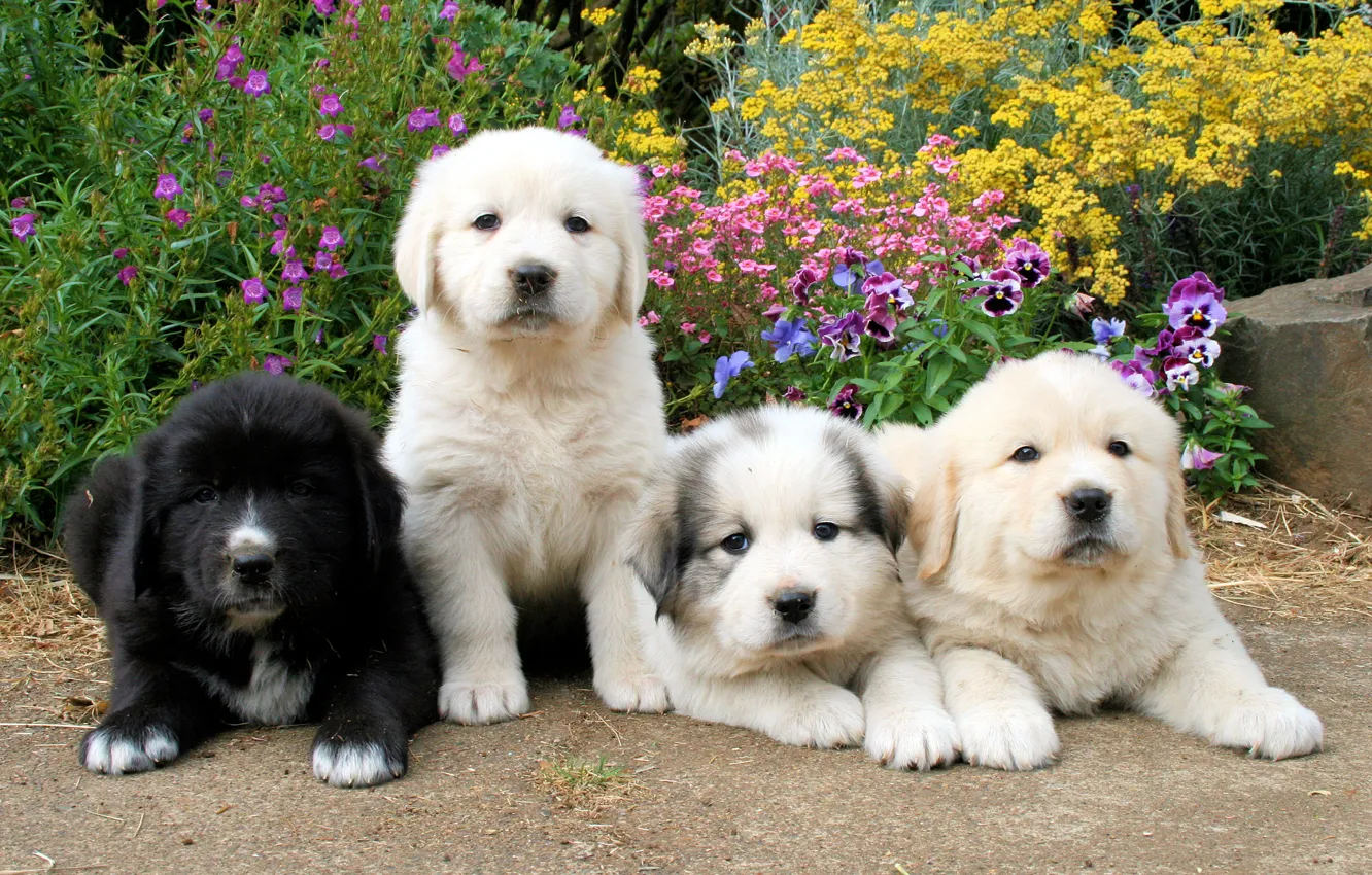 Фото обои щенки, ретривер, Dogs, Retriever, Puppy