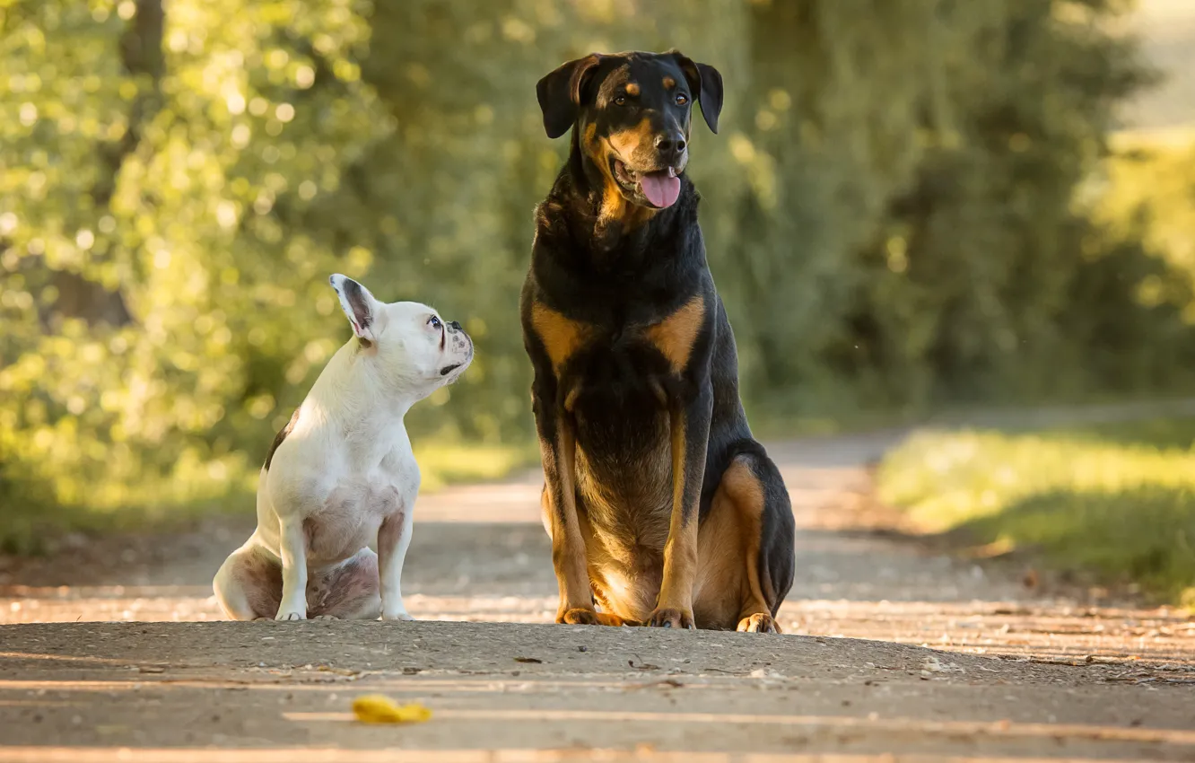 Фото обои дорога, собаки, французский бульдог, две собаки, большая и маленькая
