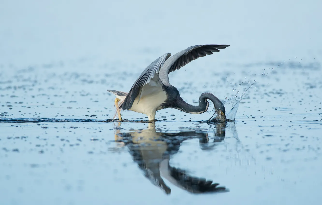 Фото обои bird, water, lake, reflection, wildlife, strike, fishing, heron