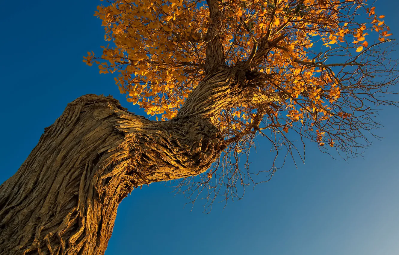 Фото обои осень, небо, дерево, ствол