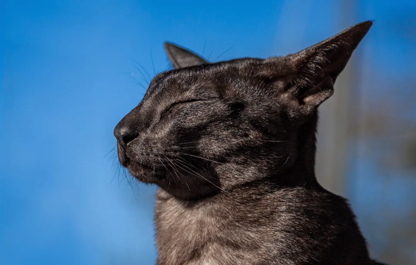 Фото обои портрет, мордочка, профиль, Ориентальная кошка