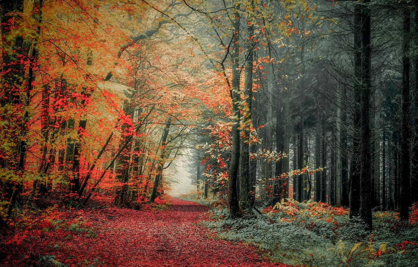 Фото обои осень, лес, фото, тропа