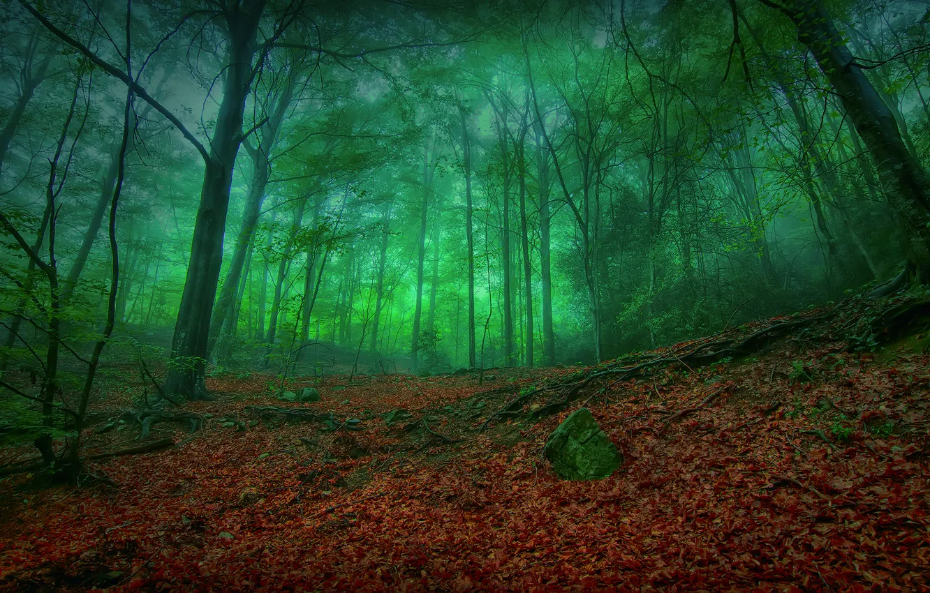 Фото обои лес, природа, мрак, листва
