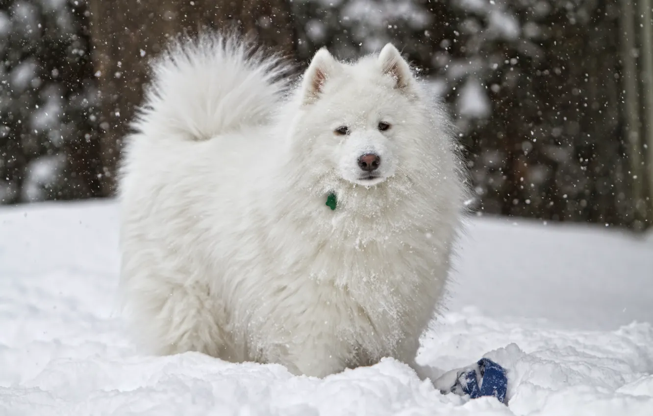 Фото обои зима, снег, собака, белая