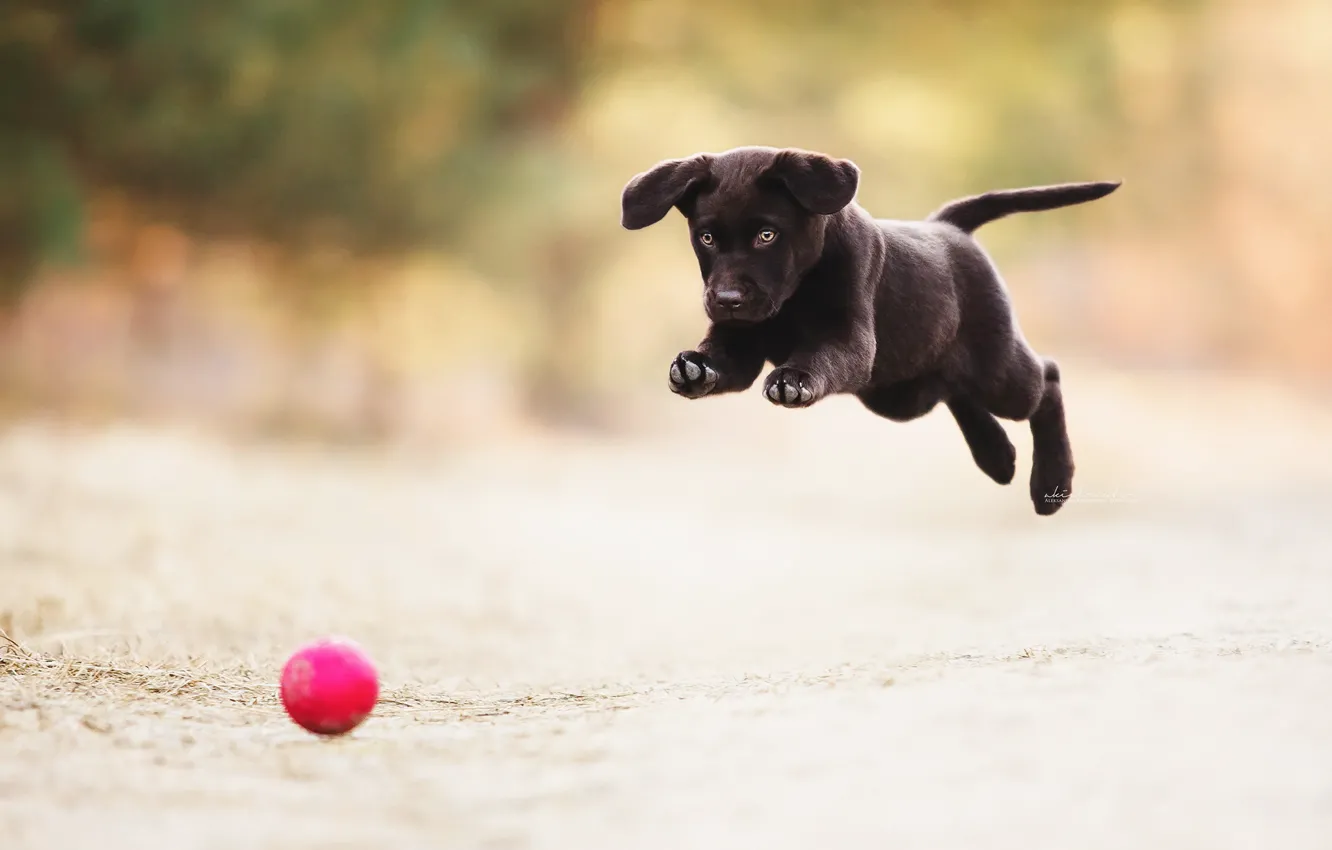 Фото обои игра, мяч, собака, щенок
