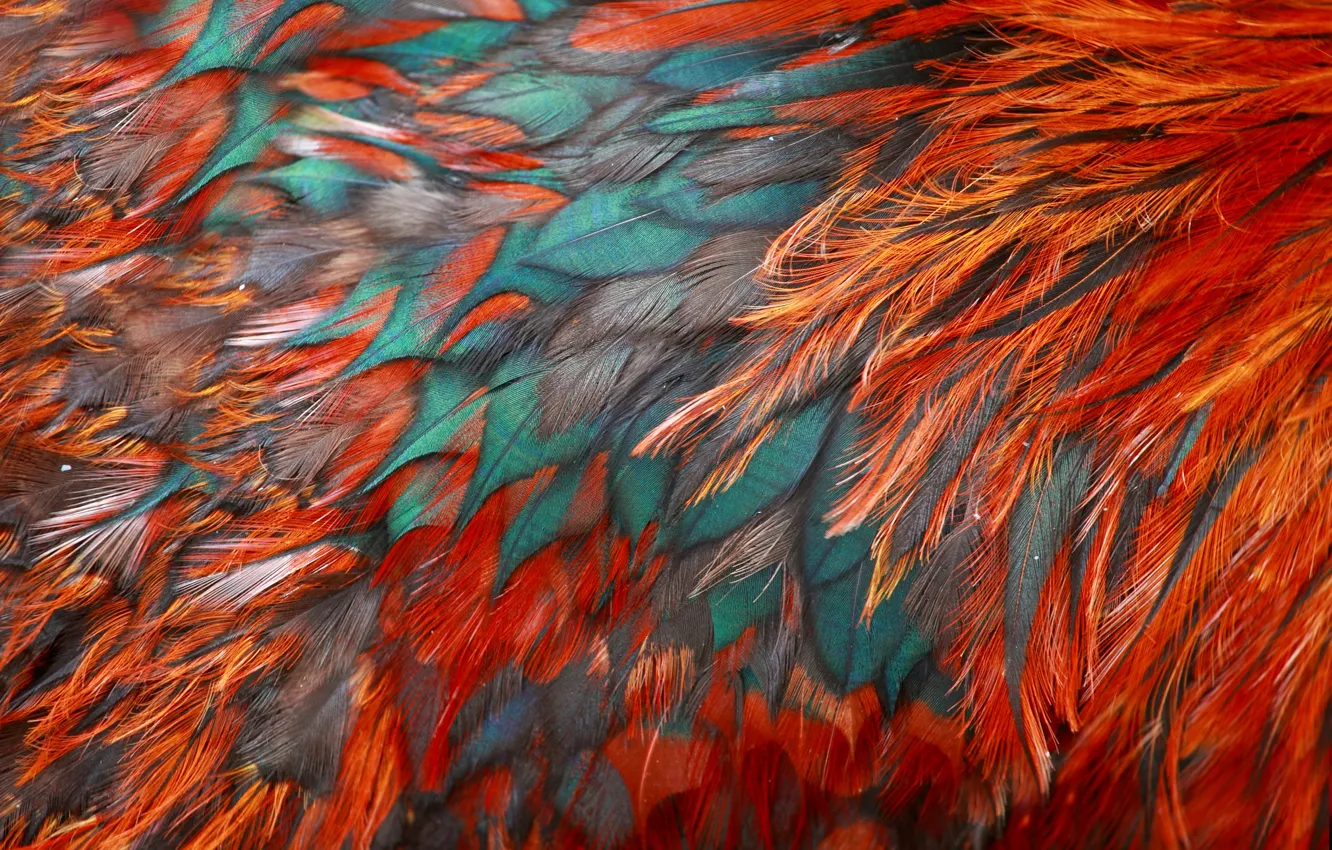 Фото обои птица, текстура, перья, окрас