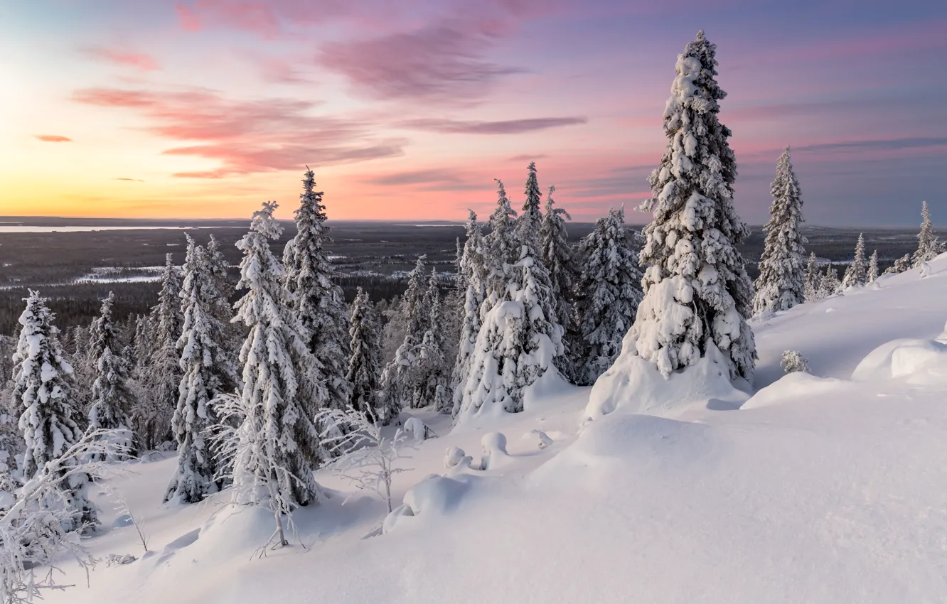 Фото обои зима, деревья, закат, природа