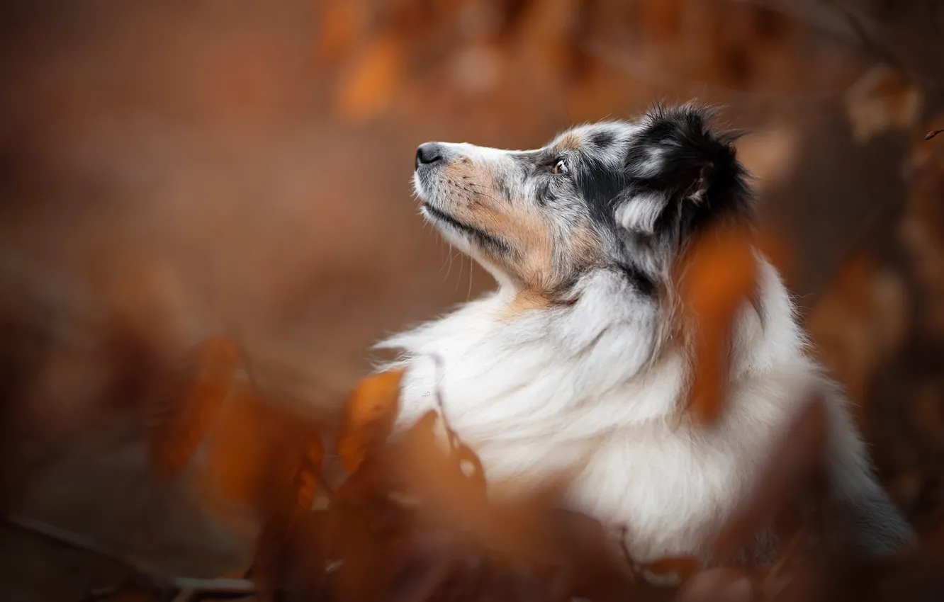 Фото обои морда, портрет, собака, профиль, боке, Австралийская овчарка, Аусси
