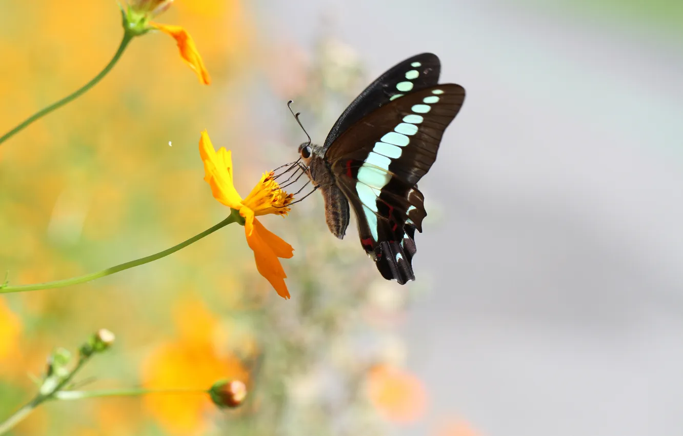 Фото обои цветок, бабочка, крылья, стебель, бутон, усики
