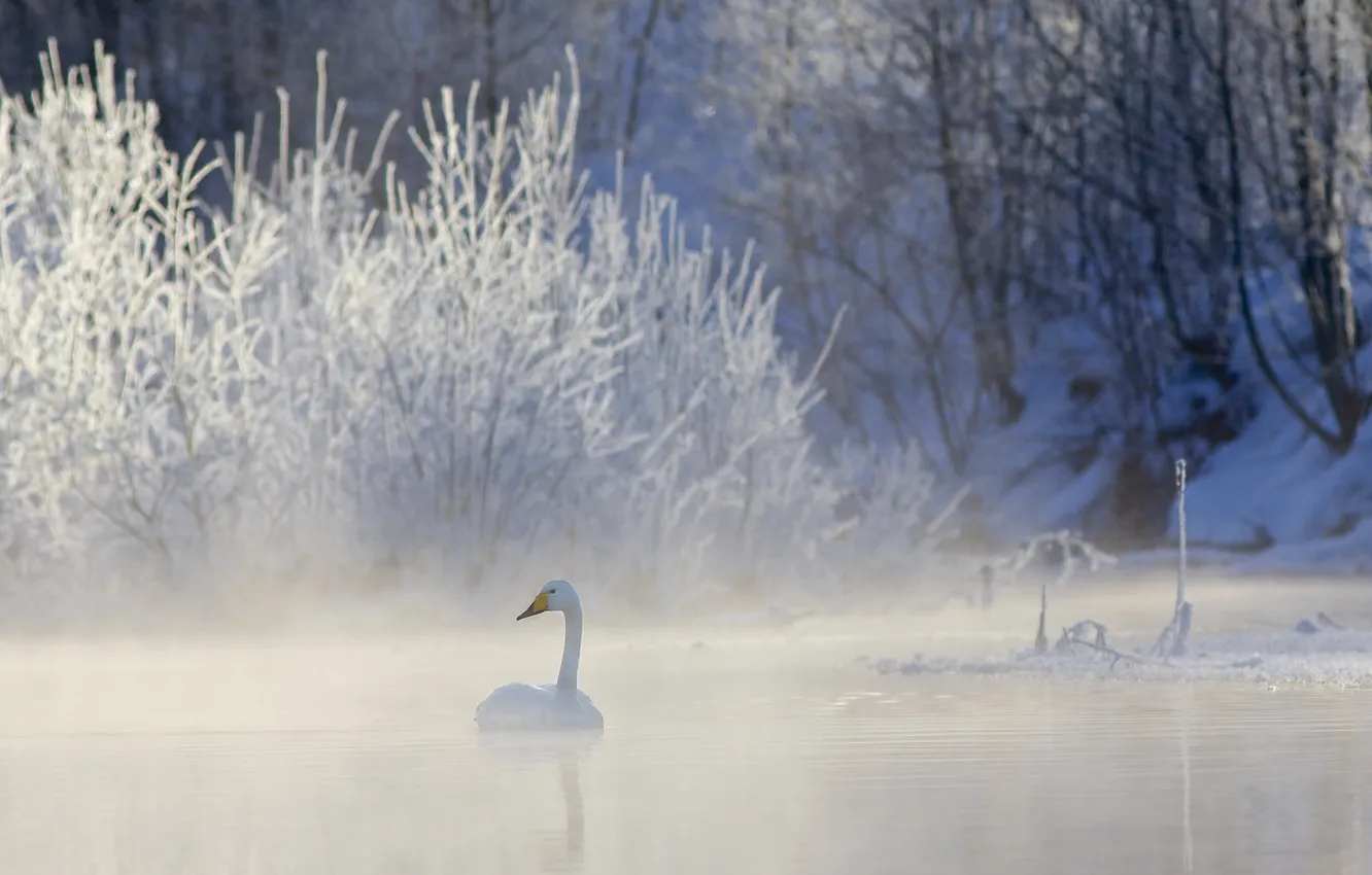 Фото обои зима, природа, озеро, лебедь