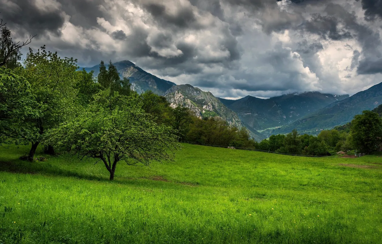 Фото обои трава, горы, Франция, Прованс, Provence
