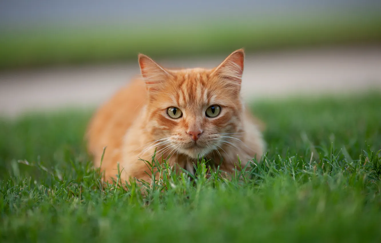 Фото обои кошка, трава, кот, взгляд, рыжий, мордочка, котейка
