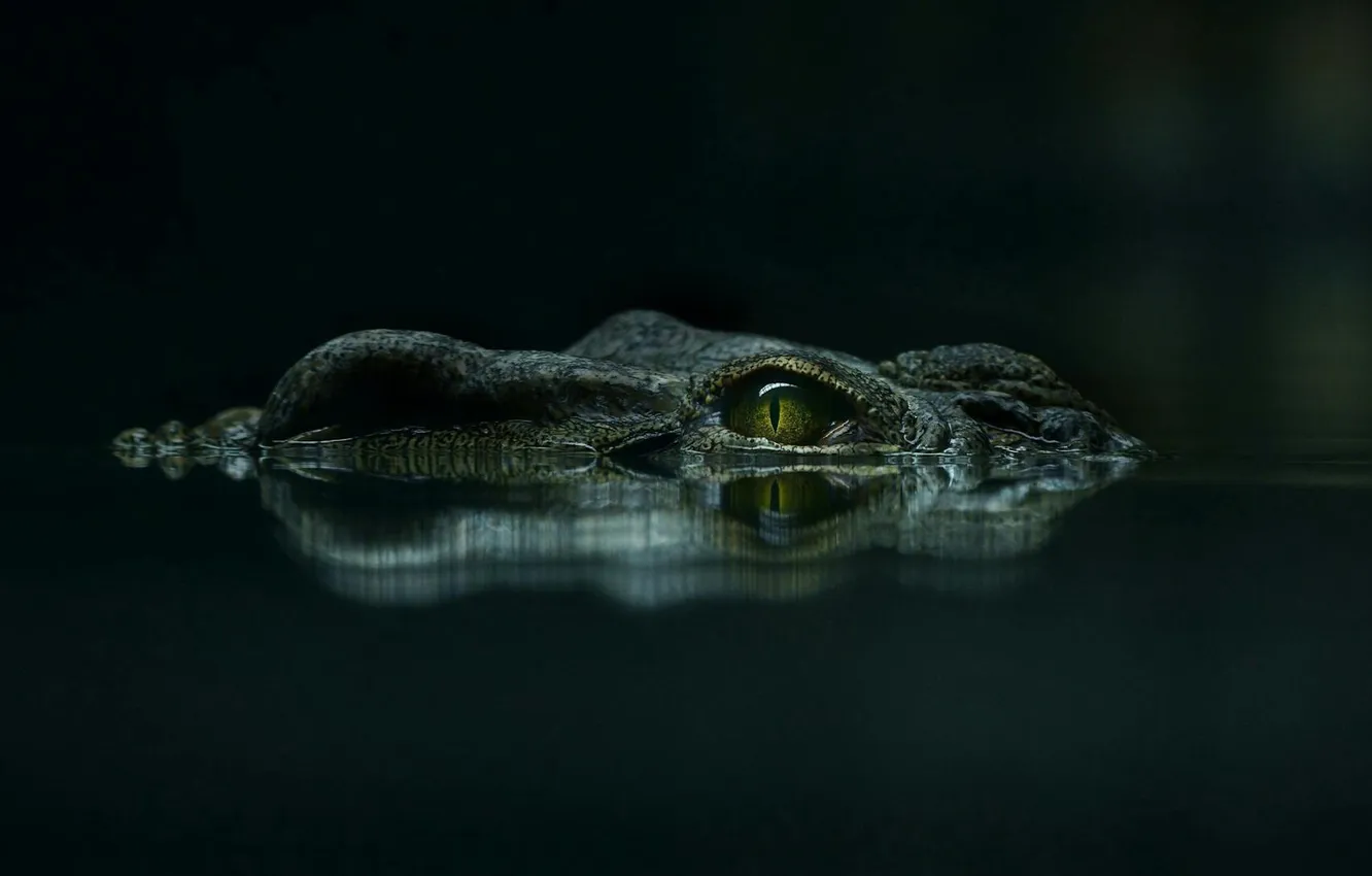 Фото обои взгляд, морда, вода, глаз, отражение, темный фон, крокодил, водоем