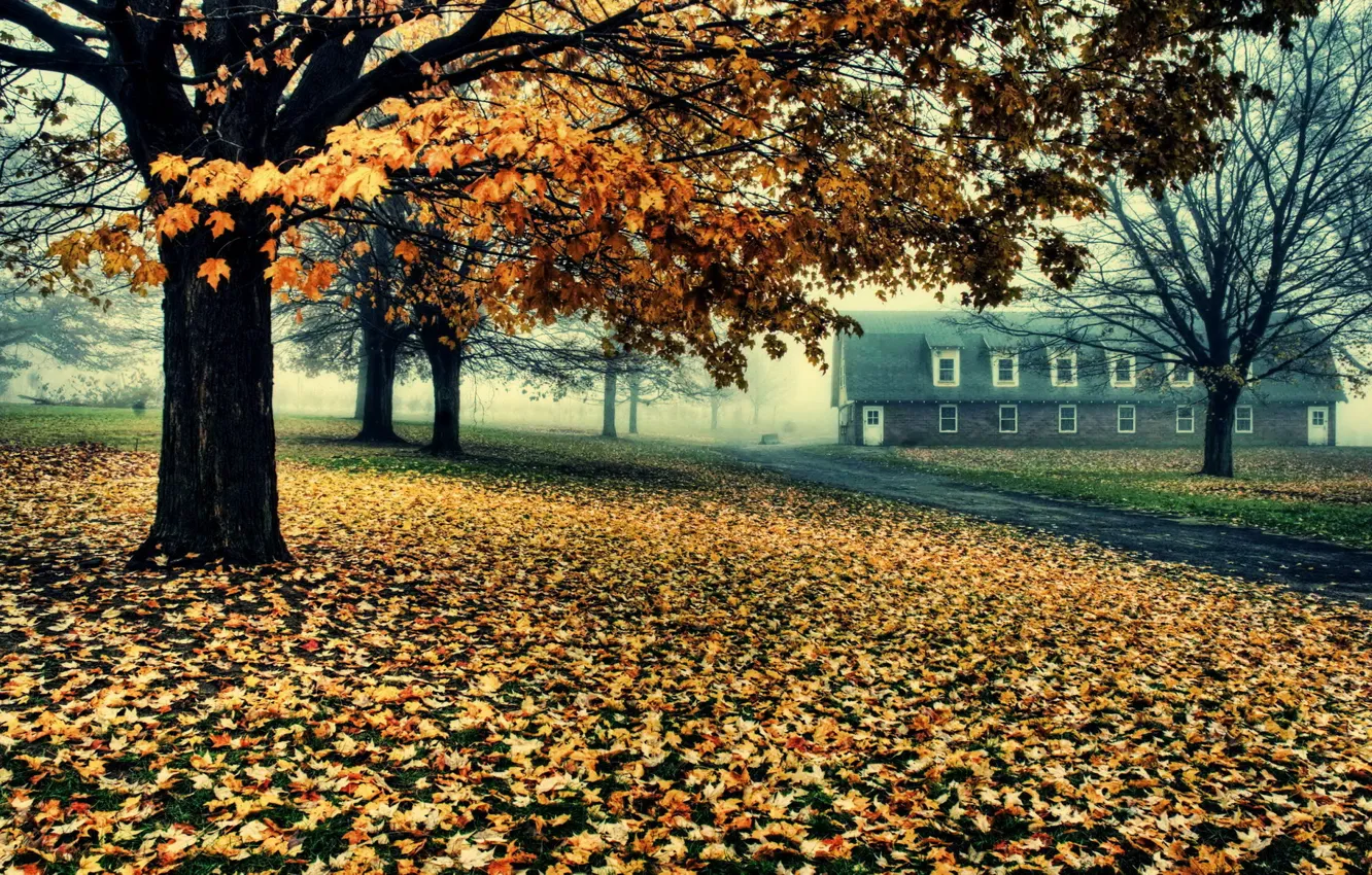 Фото обои дорога, деревья, дом, листва, Осень