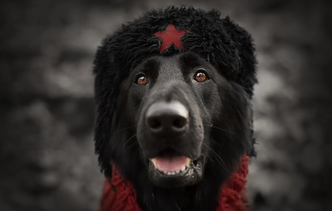 Фото обои взгляд, звезда, собака